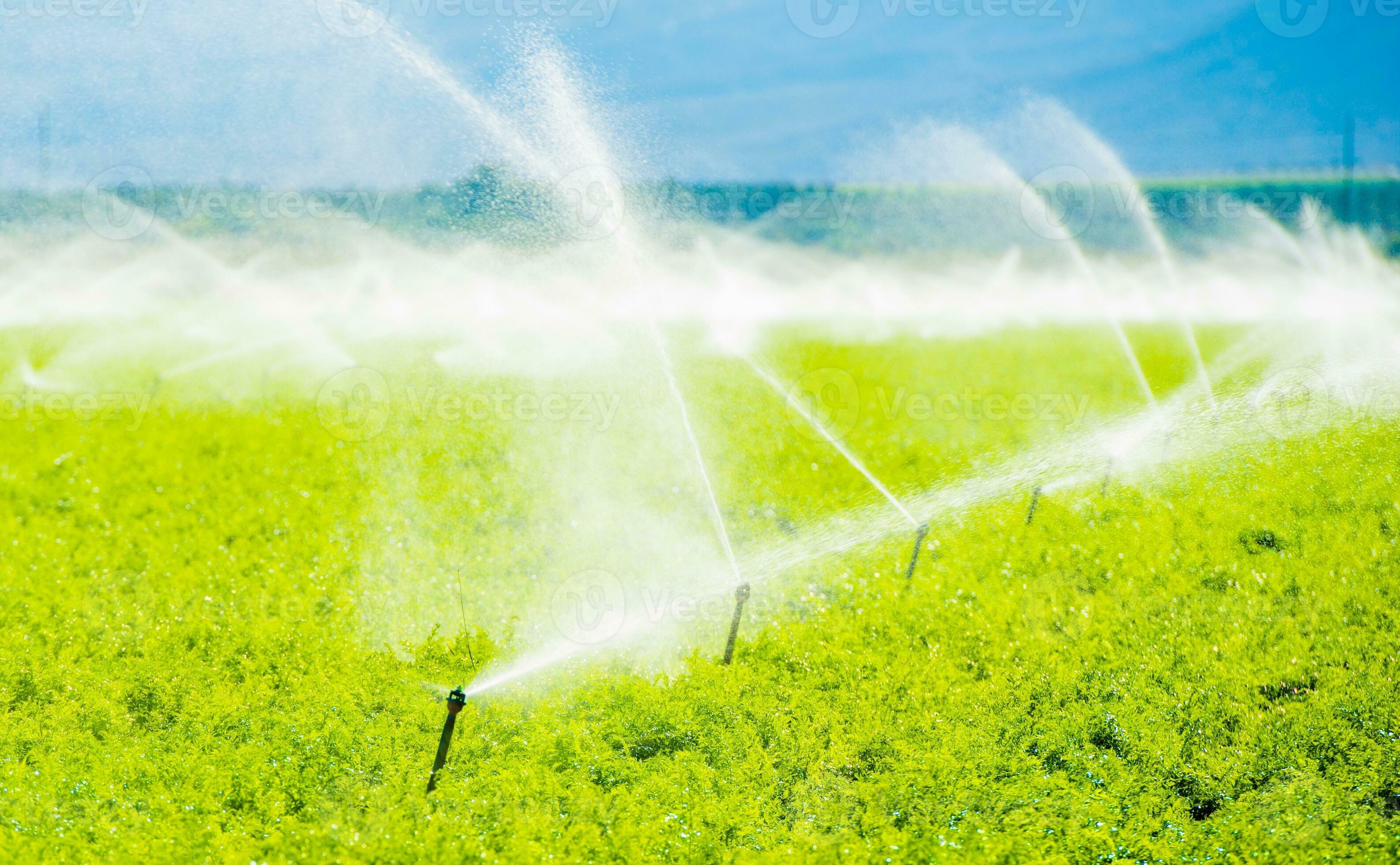 Irrigation field